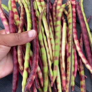 Purple Hull Pea Seeds (PinkEye)