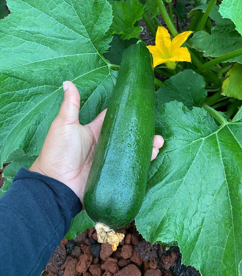 Black Beauty Zucchini Seeds - Etsy