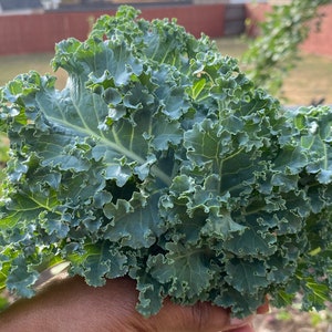 Blue Curled Scotch Kale Seeds