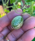 Cucamelon Seeds