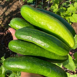 Mercury Cucumber Seeds
