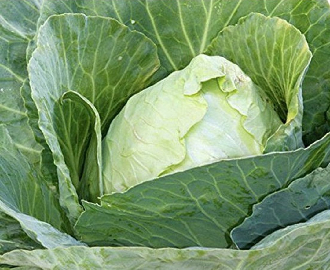 Cabbage Early Jersey Wakefield Seeds - Etsy