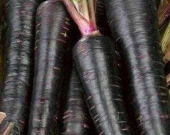 Black Nebula Carrot Seeds