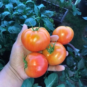 May include: Four ripe red tomatoes in a hand, freshly picked from a garden.