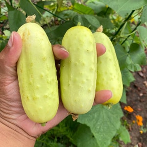 Salt and Pepper Pickling Cucumber Seeds