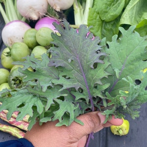 Red Russian Kale Seeds