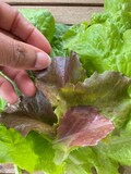 Gourmet Mix Salad Green Lettuce Seeds