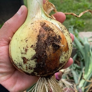 Onion Texas Early Grano Seeds - Yellow
