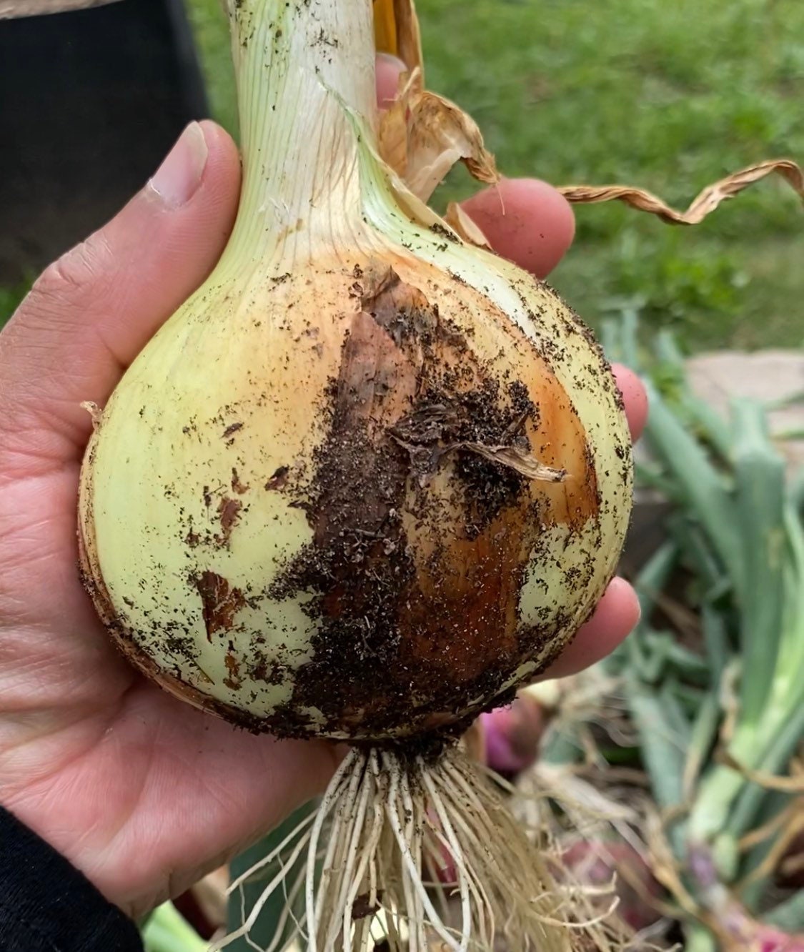Onion Texas Early Grano Seeds - Yellow