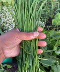 Garlic Chive Heirloom Seeds
