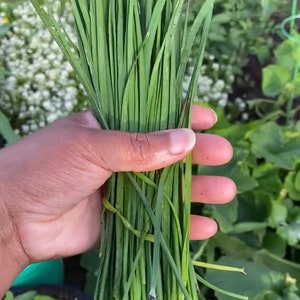 Garlic Chive Heirloom Seeds