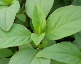 Basil, Lime Seeds