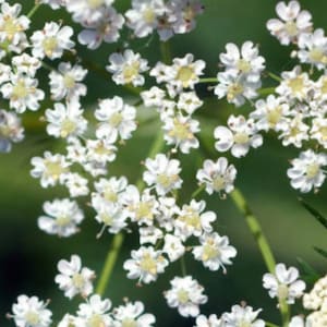 Caraway Seeds