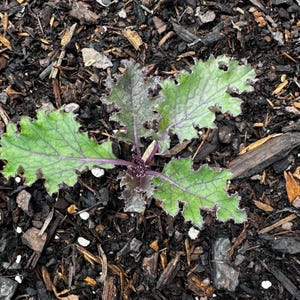 Scarlet Kale Seeds