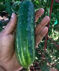Pickling Cucumber Seeds