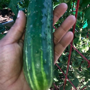 Pickling Cucumber Seeds