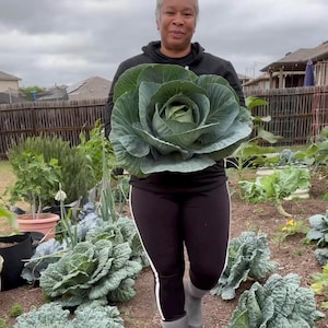 Brunswick Cabbage Seeds