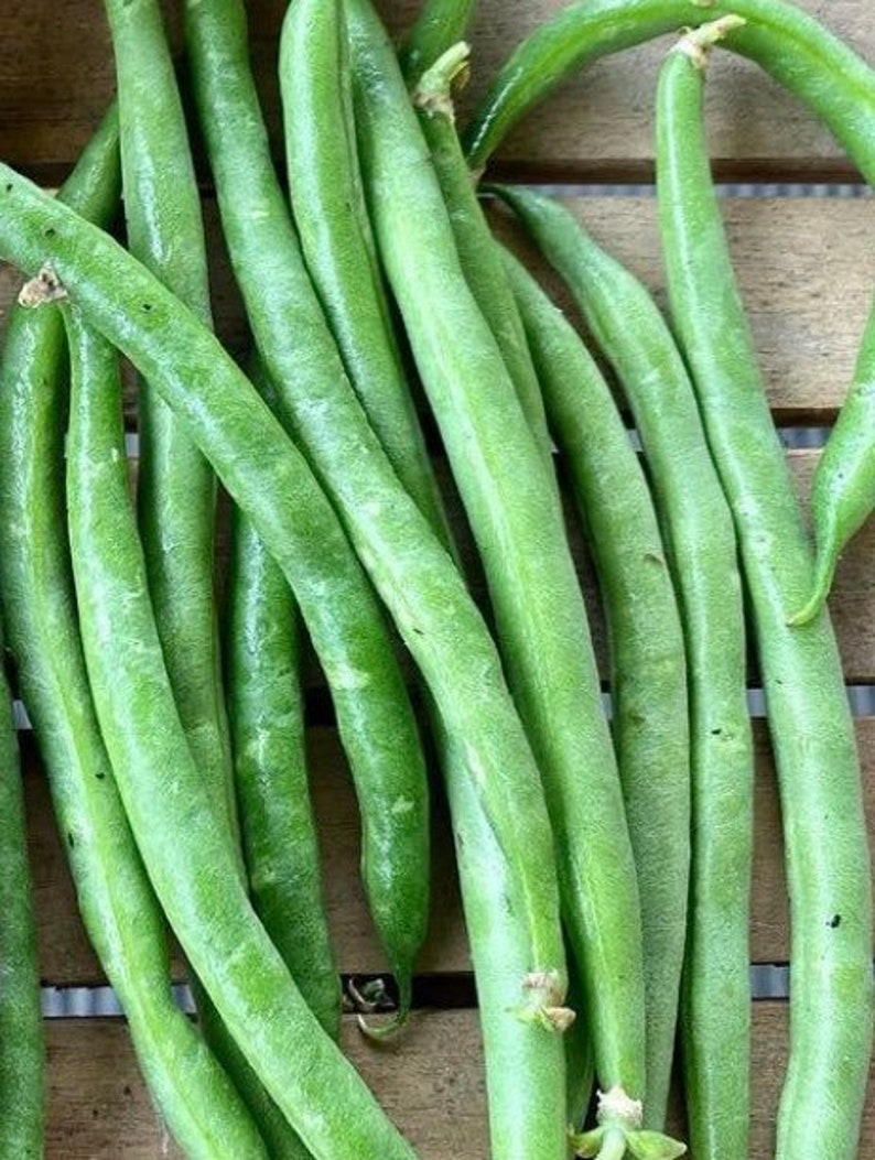 Provider Bush Bean Seeds - Etsy