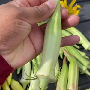 Silver Queen Okra Seeds