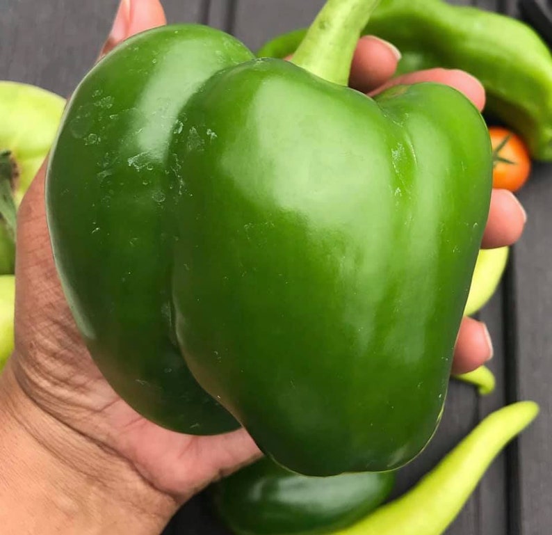 Bell Pepper Seeds Etsy