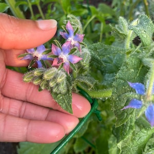 Borage Herb Heirloom Seeds