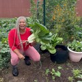 Pak Choi Chinese Cabbage Seeds