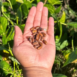 Stringless Green Bean Seeds (Bush)
