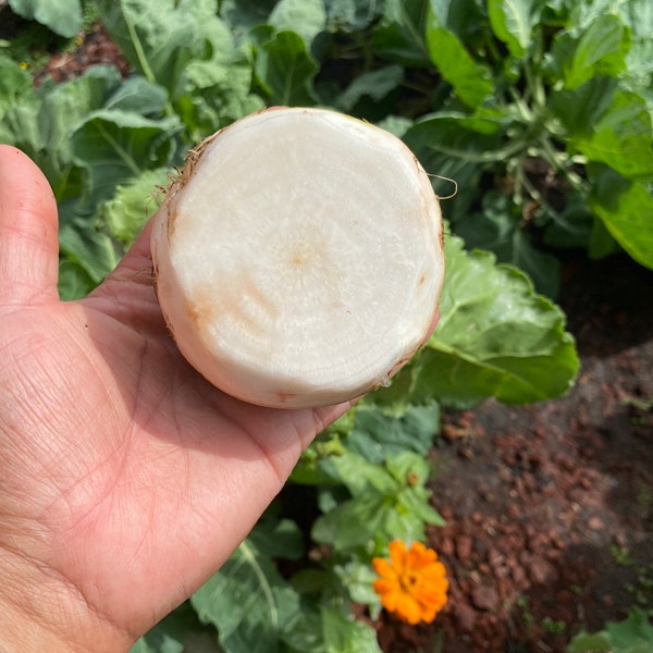 White Detroit Beet Seeds