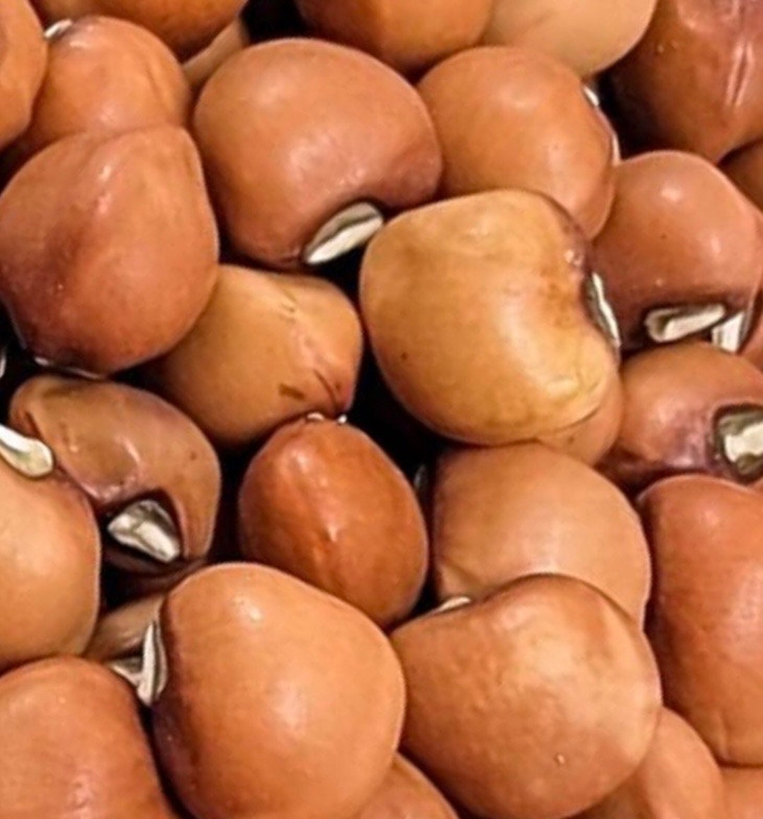 Mississippi Purple Hull Pea Seeds Etsy