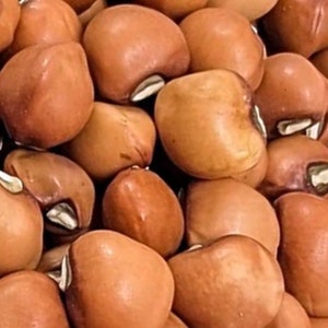 Mississippi Purple Hull Pea Seeds