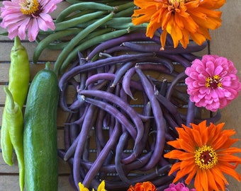 May include: A still life arrangement of purple, green, and yellow beans, green peppers, a cucumber, and various colorful flowers, including orange, pink, and yellow zinnias.