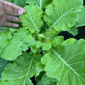 Yellow Cabbage Collard Seeds