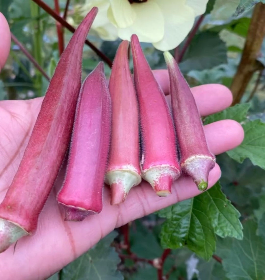 Okinawa Pink Okra Seeds Etsy