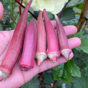Okinawa Pink Okra Seeds