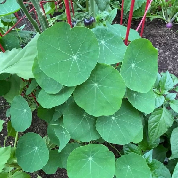 Nasturtium Seeds