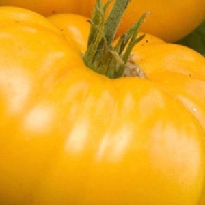 Yellow Brandywine Tomato Seeds