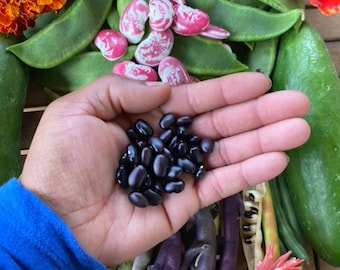 May include: A hand holding a pile of black beans. The beans are surrounded by various types of green beans, purple beans, and pink beans. There are also some flowers in the background.