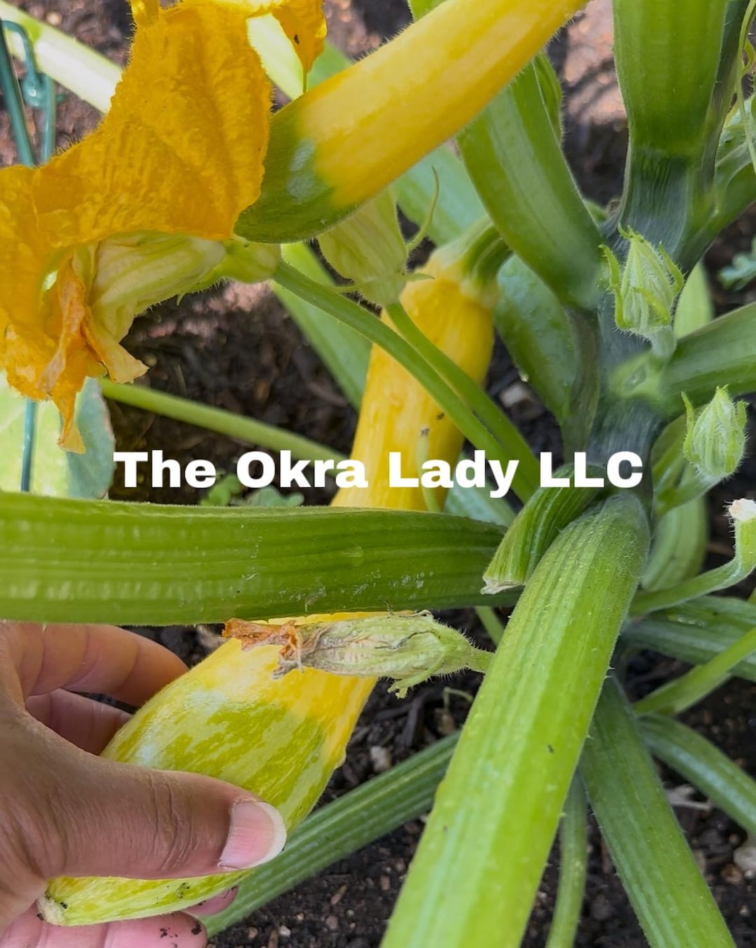 Zephyr Hybrid Yellow Summer Squash Seeds - Etsy