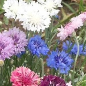 Bachelor Button - Mix Seeds