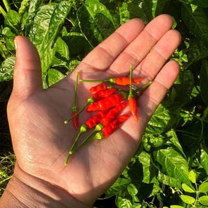 Thai Hot Pepper Seeds