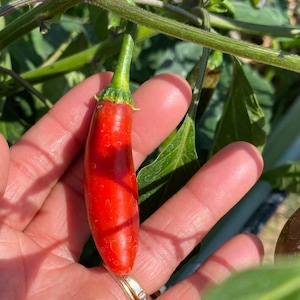 Serrano Chili Pepper Seeds
