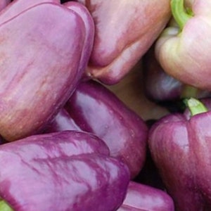 Lilac Sweet Bell Pepper Seeds