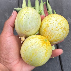 Lemon Cucumber Seeds
