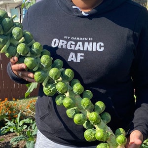 Brussels Sprouts Seeds - Heirloom