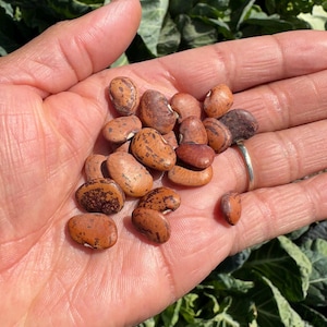 Jackson Wonder (Bush) Butterbean seeds