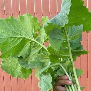 Seven Top Turnip Green Seeds