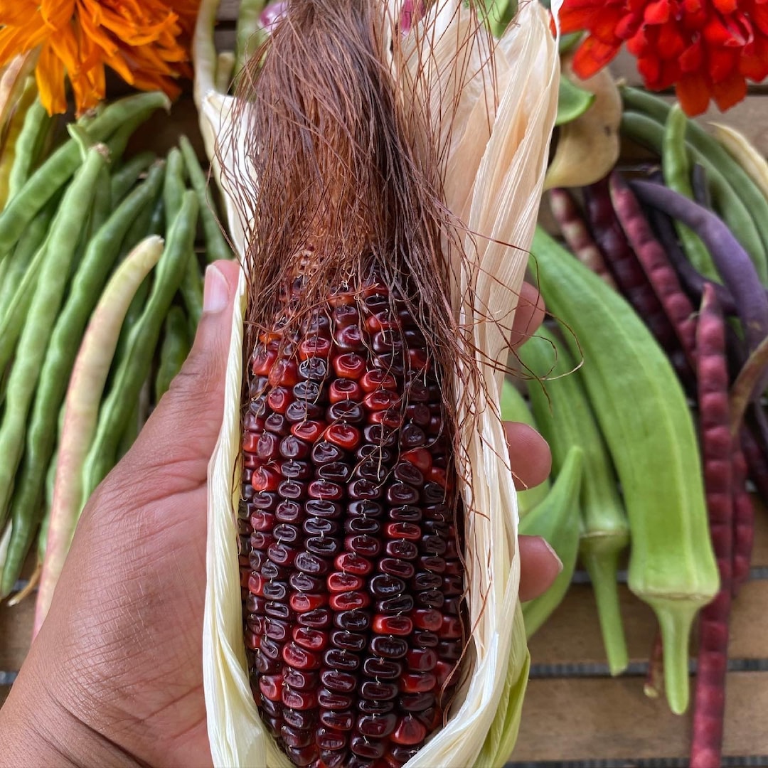 Jimmy Red Corn Seeds Etsy