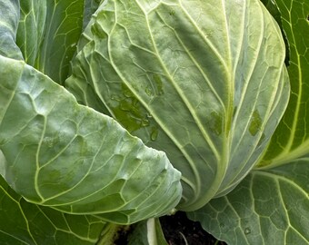 Early Jersey Wakefield Cabbage Seeds - Etsy