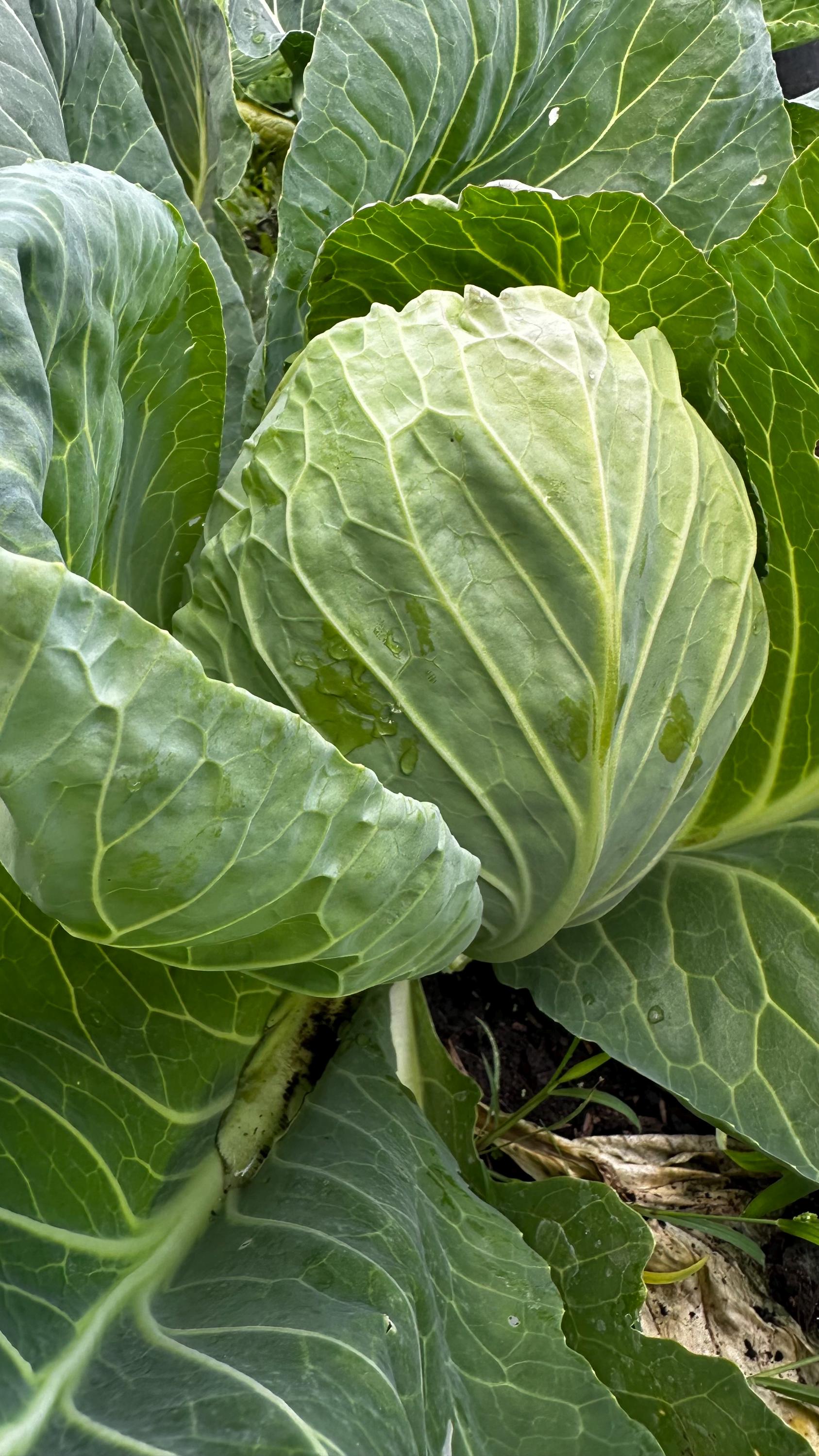 Cabbage Early Jersey Wakefield Seeds - Etsy