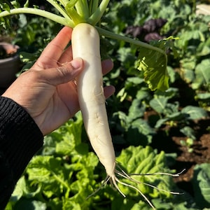 Daikon Radish Seeds